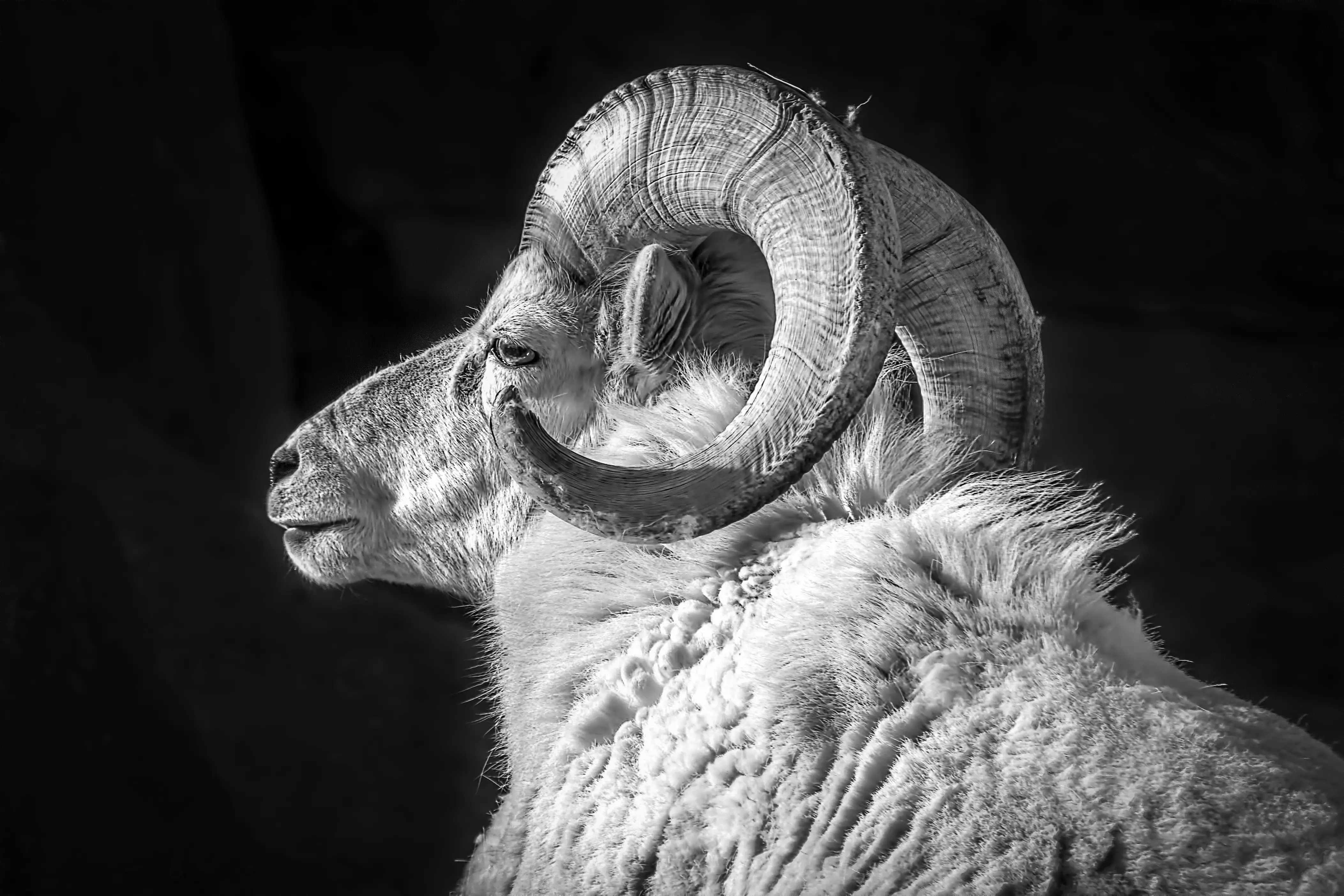 Aries Spirit Animal - Ram