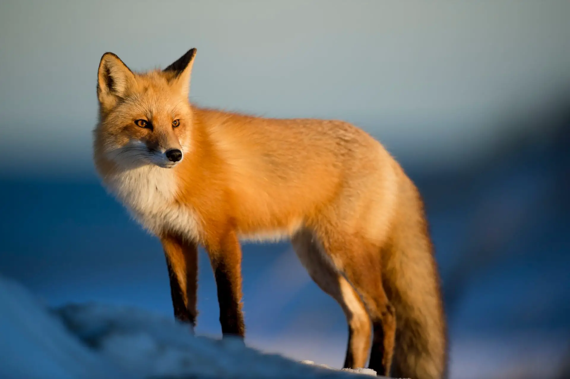 Gemini Spirit Animal - Fox